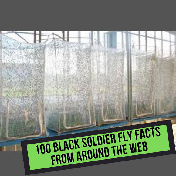 100 Black Solider Fly Facts From Around the Web
