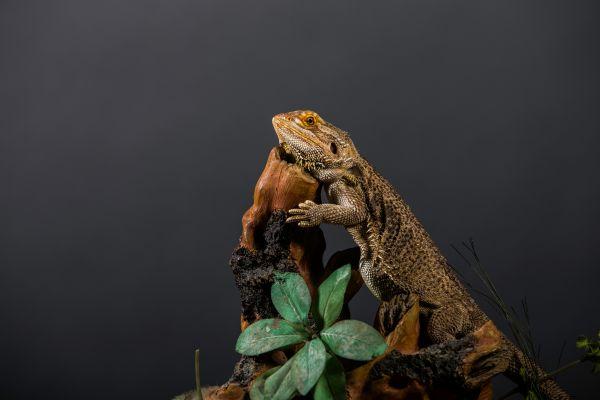 How Many Black Soldier Fly Larvae Can You Feed a Bearded Dragon