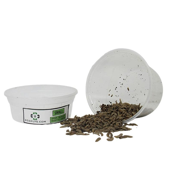 Small Black Soldier Fly Larvae for sale