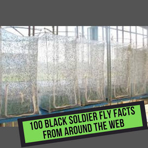 100 Black Soldier Fly Facts From Around the Web