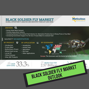 Black Soldier Fly Market Outlook