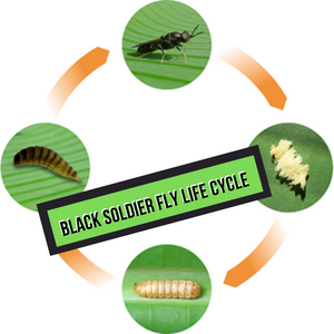 Black Solider Fly Life Cycle