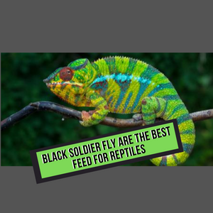 Black Soldier Fly Are The Best Feed for Reptiles