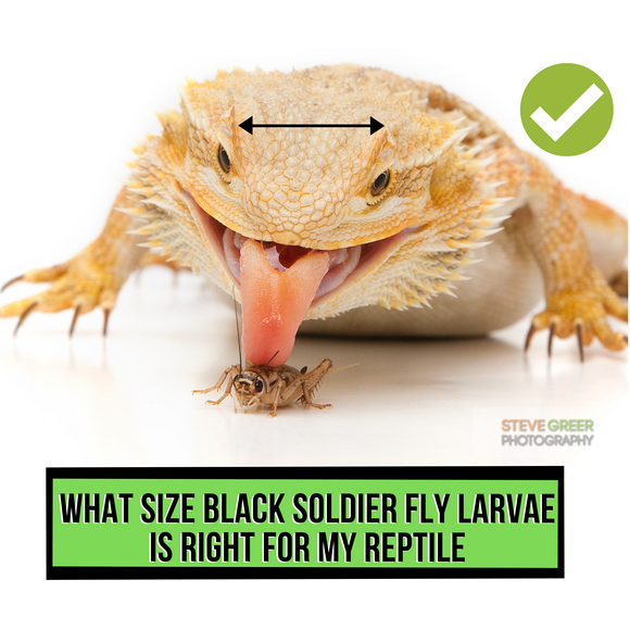 What Size Black Soldier Fly Larvae Is Right for My Reptiles