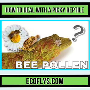 Bee Pollens For Picky Reptiles