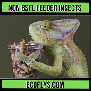 Other Feeder Insects