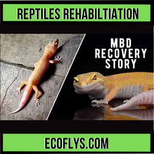 Reptile Rehabilitation Stories