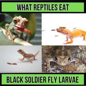 What Reptiles Eat Black Soldier Fly