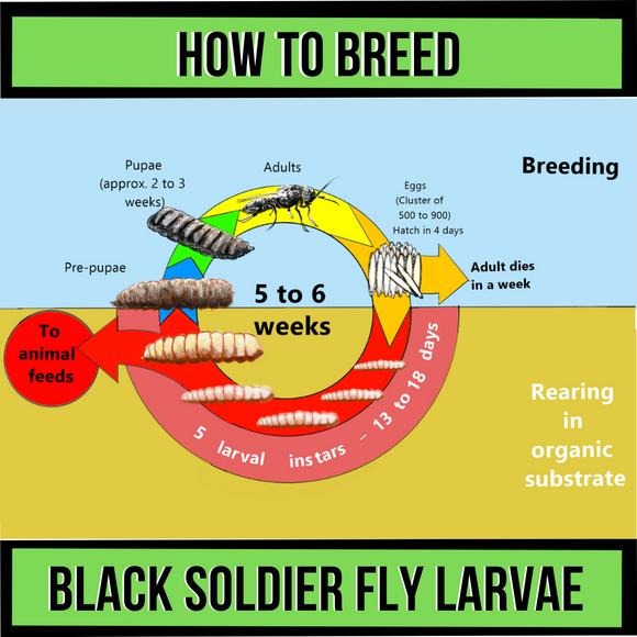 How to Breed Black Soldier Fly