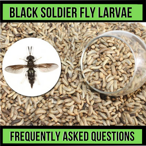 Black Soldier Fly Most Asked Questions