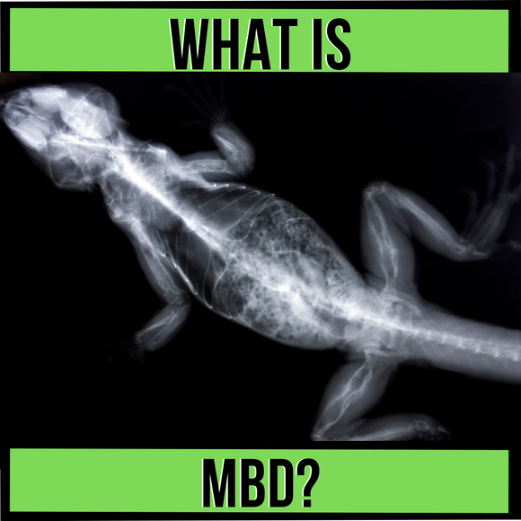 What is Metabolic Bone Disease in Reptiles
