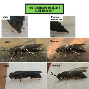 How to Determine the Sex of Black Soldier Fly