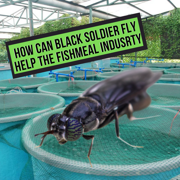 How Can Black Soldier Fly Can Help The Fishmeal Industry