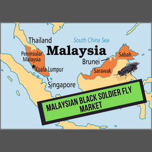 Malaysian Black Soldier Fly Market