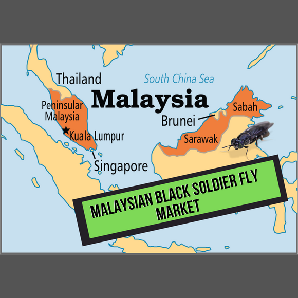 Malaysian Black Solider Fly Market