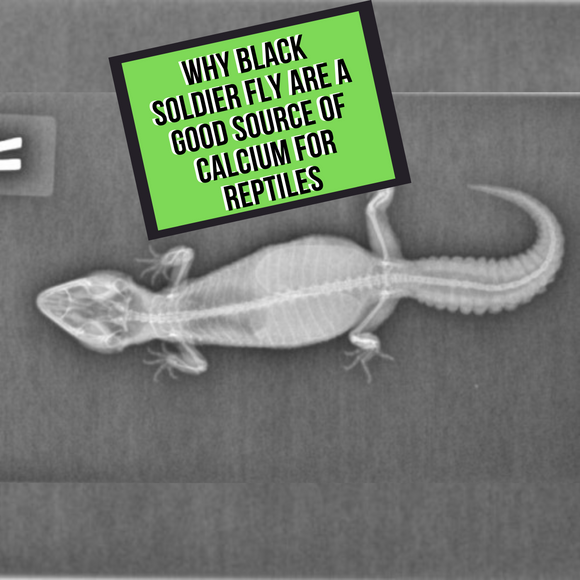 Why Black Solider Fly Are Such a Good Source of Calcium For Reptiles