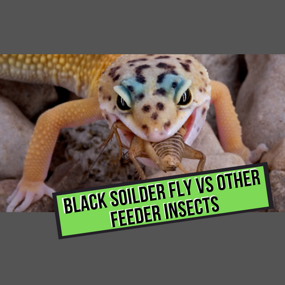 Black Solider Fly Vs Other Feeder Insects