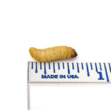 Waxworms