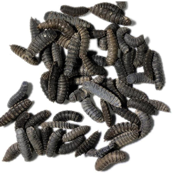 thumbnail image 2 of Whole Dried Black Soldier Fly Larvae - PBS Animal Health 2 of 13