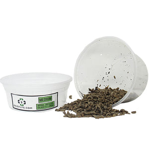 Medium Feeding-grade Black Soldier Fly Larvae